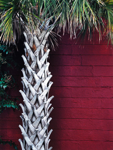 Charleston palm